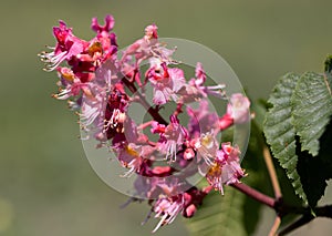 Red chestnut. The colorful inflorescences of a tree called chestnut, one of its ornamental varieties, are usually planted on city