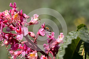 Red chestnut. The colorful inflorescences of a tree called chestnut, one of its ornamental varieties, are usually planted on city