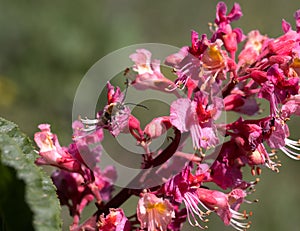 Red chestnut. The colorful inflorescences of a tree called chestnut, one of its ornamental varieties, are usually planted on city