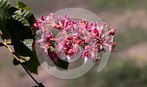 Red chestnut. The colorful inflorescences of a tree called chestnut, one of its ornamental varieties, are usually planted on city