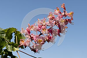 Red chestnut. The colorful inflorescences of a tree called chestnut, one of its ornamental varieties, are usually planted on city