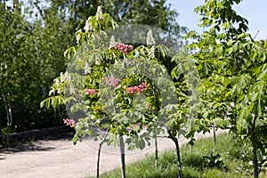 Red chestnut. The colorful inflorescences of a tree called chestnut, one of its ornamental varieties, are usually planted on city