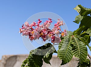 Red chestnut. The colorful inflorescences of a tree called chestnut, one of its ornamental varieties, are usually planted on city