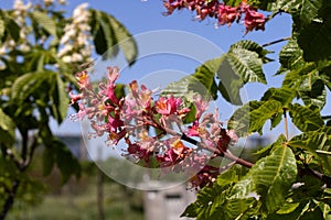 Red chestnut. The colorful inflorescences of a tree called chestnut, one of its ornamental varieties, are usually planted on city