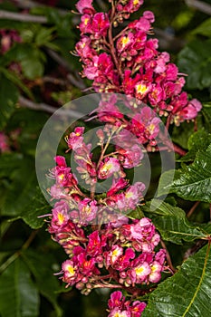 Red Chestnut Flowers in Spring