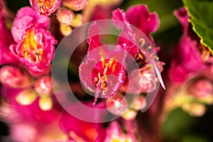 Red Chestnut Flowers in Spring