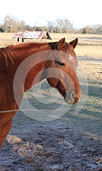 Red Chestnut Gelding Quarter Horse