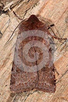 Red chestnut moth (Cerastis rubricosa)