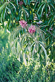 Red chestnut tree flowers