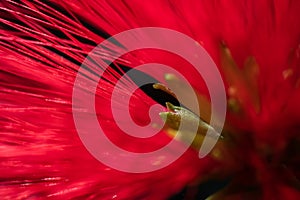 Red Chickadee Tree Flower Close-Up