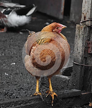 Red chicken is on the farm