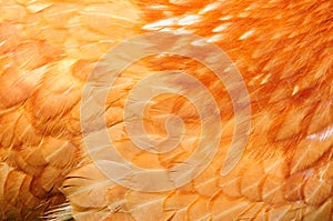 Red Chicken Feathers Close-Up