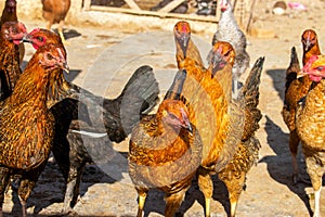 The red chicken looks at the camera on the farm