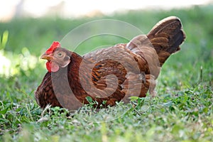 Red chicken lying on grass