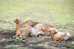 Red chicken (mother) with chickens digging in the ground, looking for food, resting, lying