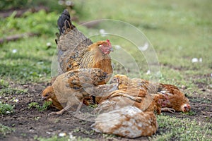 Red chicken (mother) with chickens digging in the ground, looking for food, resting, lying