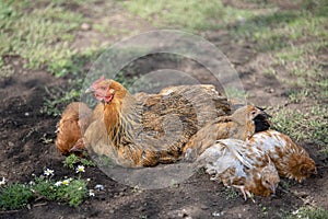 Red chicken (mother) with chickens digging in the ground, looking for food, resting, lying