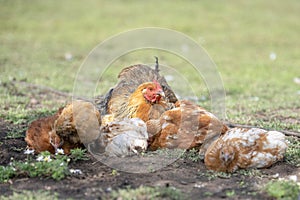 Red chicken (mother) with chickens digging in the ground, looking for food, resting, lying