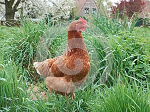 Red chicken proudly walking