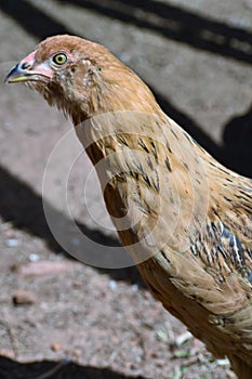Red Chicken Side View Close Up