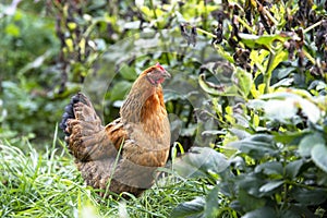 Red chicken on summer day on green grass