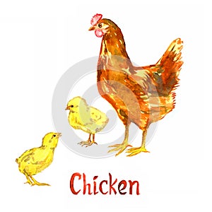 Red chicken with two small poults baby chicks, handpainted watercolor illustration isolated on white