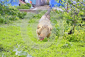 Red chicken walking on the grass on the farm and biting insects