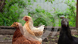 Red chicken walking in paddock. Chickens looking for grains while walking in paddock on farm