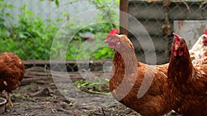 Red chicken walking in paddock. Chickens looking for grains while walking in paddock on farm