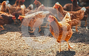 Red chicken walking in paddock at farm