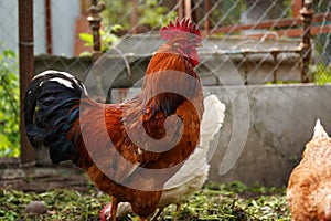 Red chicken walking in paddock. Ordinary red rooster and chickens looking for grains while walking in paddock on farm