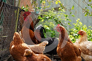 Red chicken walking in paddock. Ordinary red rooster and chickens looking for grains while walking in paddock on farm