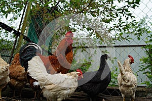 Red chicken walking in paddock. Ordinary red rooster and chickens looking for grains while walking in paddock on farm