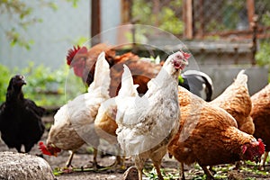 Red chicken walking in paddock. Ordinary red rooster and chickens looking for grains while walking in paddock on farm