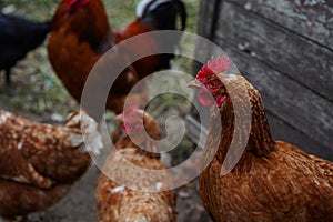 Red chicken walking in paddock. Ordinary red rooster and chickens looking for grains while walking in paddock on farm