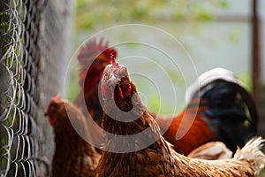 Red chicken walking in paddock. Ordinary red rooster and chickens looking for grains while walking in paddock on farm