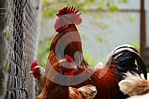 Red chicken walking in paddock. Ordinary red rooster and chickens looking for grains while walking in paddock on farm