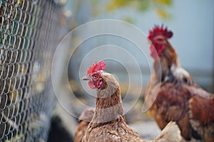 Red chicken walking in paddock. Ordinary red rooster and chickens looking for grains while walking in paddock on farm