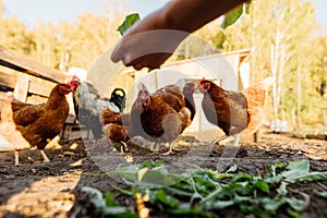 Red chickens eat fresh leaves from the farmer's hands in the chicken coop