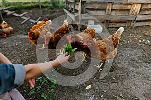 Red chickens eat fresh leaves from the farmer& x27;s hands in the chicken coop