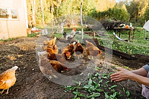 Red chickens eat fresh leaves from the farmer& x27;s hands in the chicken coop photo