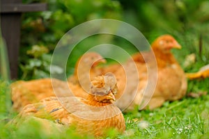 Red Chickens Resting on Green Grass