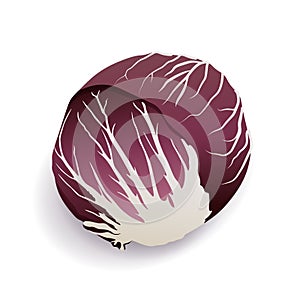 Red chicory or radicchio on white background, isolated. Fresh violet cabbage. Delicious cruciferous vegetable vector