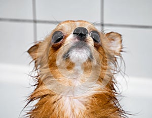 Red chihuahua dog in bath close-up