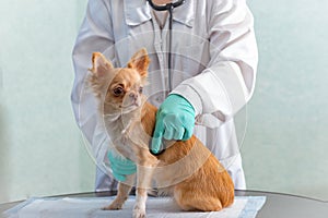 A red chihuahua dog at the vet`s office, her chest is being listened to with a stethoscope