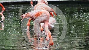 Red and Chilean flamingo