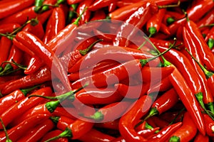Red chili photo