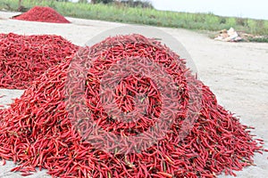 Red Chili Bangladesh bd spicy Hot Chili