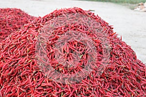 Red Chili Bangladesh bd spicy Hot Chili