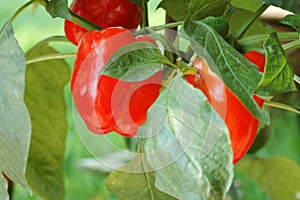 Red Chili Bell Pepper Plant